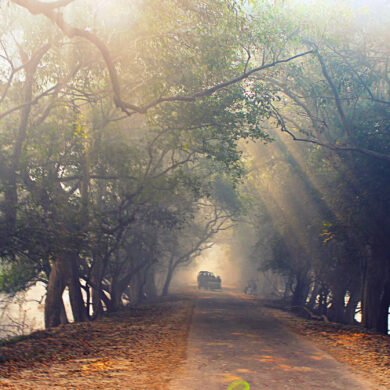 Morning Mist Bharatpur