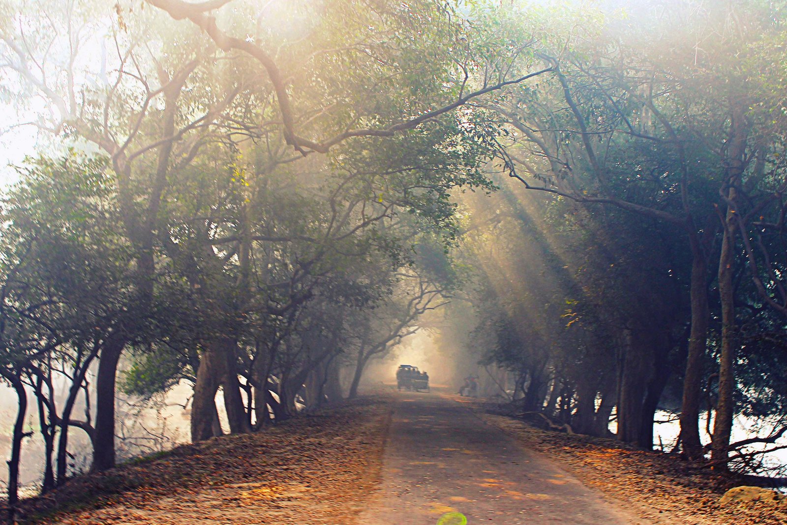 Morning Mist Bharatpur