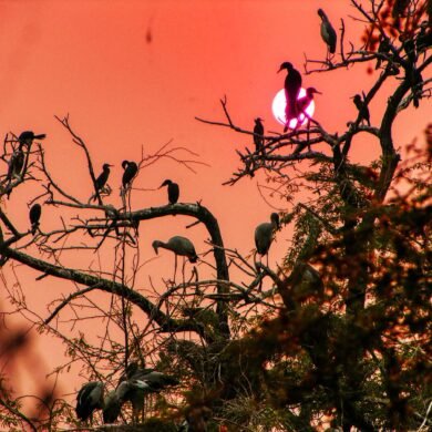 Bharatpur Bird Sanctuary, Rajasthan, India