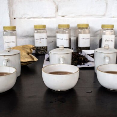 Tea tasting Palampur