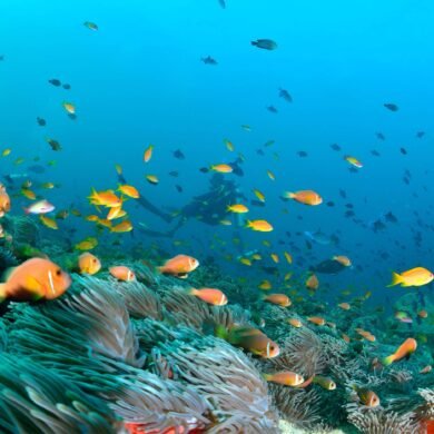 Corals Maldives